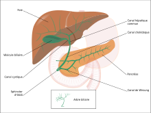 Biliary system french.svg