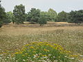 Naturschutzgebiet Sager Meere, Kleiner Sand und Heumoor