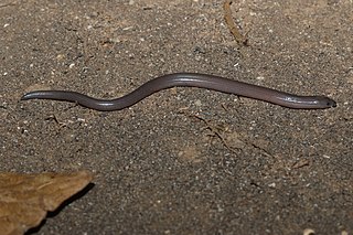 <span class="mw-page-title-main">Miriam's skink</span> Species of lizard