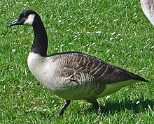 Canada goose Branta canadensis DSC03376.JPG