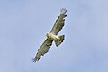 Swallowing prey while flying