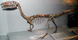 <span class="mw-page-title-main">Theropoda</span> Clade of dinosaurs