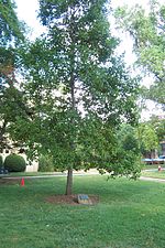 Davie Poplar III, planted in 1993 from the original tree's seeds Davie Poplar III.jpg