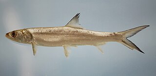 <i>Elops saurus</i> Species of fish