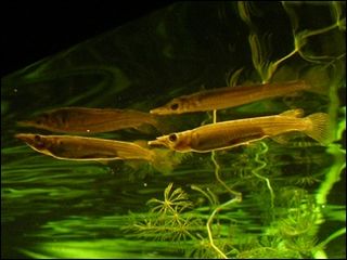 <span class="mw-page-title-main">Wrestling halfbeak</span> Species of fish