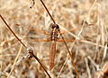 * Nomination Female Flame Skimmer. --Calibas 06:51, 25 November 2007 (UTC) * Promotion Excellent focal plane. -- Relic38 10:42, 25 November 2007 (UTC)