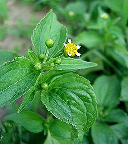 Smulkiažiedė galinsoga (Galinsoga parviflora)