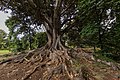 ficus in villa Trabia