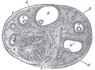 <span class="mw-page-title-main">Corpus luteum</span> Temporary endocrine structure in ovaries