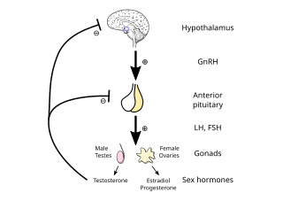 <span class="mw-page-title-main">Hypothalamic–pituitary–gonadal axis</span> Concept of regarding the hypothalamus, pituitary gland and gonadal glands as a single entity