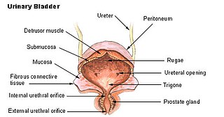 <span class="mw-page-title-main">Internal urethral sphincter</span> Urethral sphincter muscle which constricts the internal urethral orifice