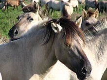 This Konik shows the dark face mask and frosted mane common to primitive horses. Koniks5.JPG