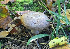 Kreivakepuris piengrybis (Lactarius flexuosus)