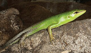 <i>Lamprolepis smaragdina</i> Species of lizard