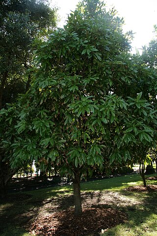 <i>Lasjia</i> Genus of trees of the family Proteaceae