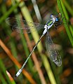 Lestes sponsa (Gemeine Binsenjungfer, Männchen) [D]