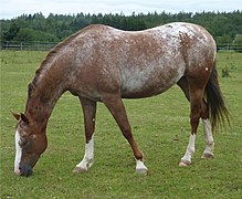 Un marmoré a peu de crins, présente des sabots striés et devient de plus en plus blanc au fil du temps.