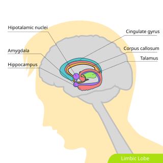 <span class="mw-page-title-main">Hippocampus</span> Vertebrate brain region involved in memory consolidation