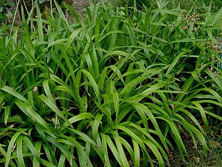 <i>Luzula</i> Genus of flowering plants in the rush family Juncaceae