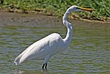 Egretta alba English: Great Egret Deutsch: Silberreiher