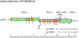 <span class="mw-page-title-main">Okavirus</span> Genus of viruses