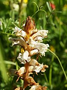 Orobanche crenata