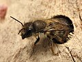 Nis simple cavat dins de fusta (Osmia cornifrons).