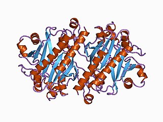 <span class="mw-page-title-main">Asparagine synthetase</span> Mammalian protein found in Homo sapiens