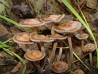 <i>Panaeolus cinctulus</i> Species of fungus