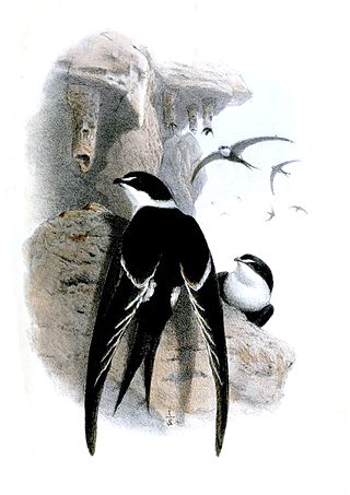 <span class="mw-page-title-main">Great swallow-tailed swift</span> Species of bird