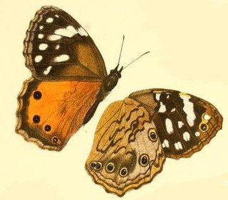 <i>Paralethe</i> Genus of butterflies