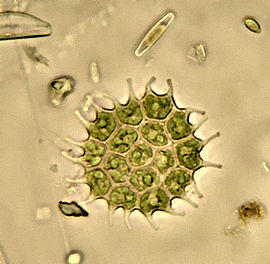 Reketė (Pediastrum sp.)