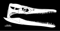 Peloneustes skull