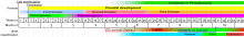 Prenatal development table.svg