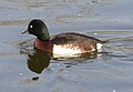 Bear's pochard