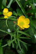 Ranunculus auricomus Type species