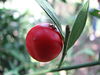 Ruscus aculeatus13.jpg