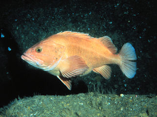 <span class="mw-page-title-main">Yelloweye rockfish</span> Species of fish