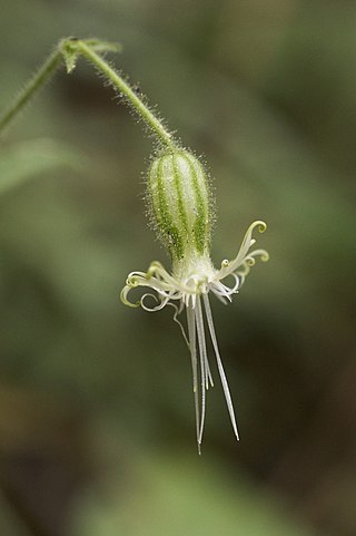 <i>Silene lemmonii</i> Species of flowering plant