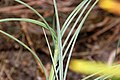 Spinifex longifolius