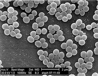 <span class="mw-page-title-main">Staphylococcal infection</span> Medical condition