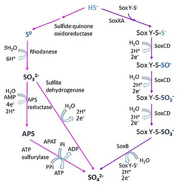 Enzymatic pathways used by sulfide-oxidizing microorganisms. Left: SQR pathway. Right: Sox pathway. HS : sulfide; S : elemental sulfur; SO3 : sulfite; APS: adenosine-5'-phosphosulfate; SO4 : sulfate. Redrawn (adapted) with permission from Poser, A., Vogt, C., Knoller, K., Ahlheim, J., Weiss, H., Kleinsteuber, S., & Richnow, H. H. (2014). Stable sulfur and oxygen isotope fractionation of anoxic sulfide oxidation by two different enzymatic pathways. Environmental Science & Technology, 48(16), 9094-9102. Copyright 2008 American Chemical Society. Sulfide oxidation pathways.jpg