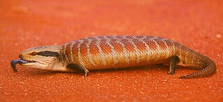 Centralian blue-tongued skink species of reptile