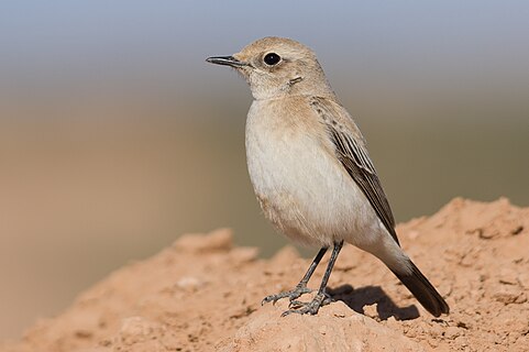 Female Desert wheatear (Oenanthe deserti) at Bou Hedma national park