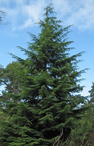 <i>Tsuga</i> Genus of conifers