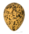 Classic oval bird egg (Spur-winged lapwing)