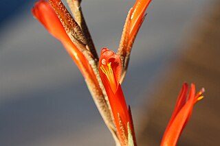 <i>Pitcairnia <span style="font-style:normal;">subg.</span> Pepinia</i> Genus of flowering plants