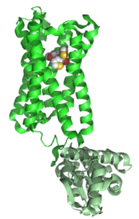 Muscarinic acetylcholine receptor M<sub>3</sub>