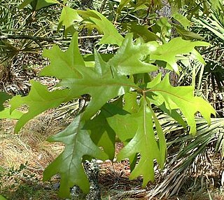 <i>Quercus laevis</i> Species of oak tree