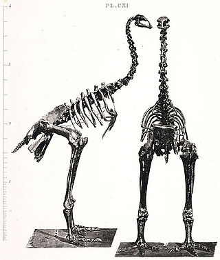 <span class="mw-page-title-main">Bush moa</span> Extinct genus of flightless birds